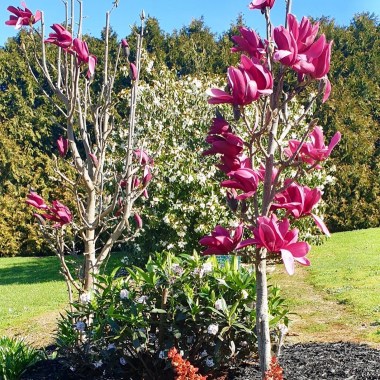Magnolia Burgundy Star5